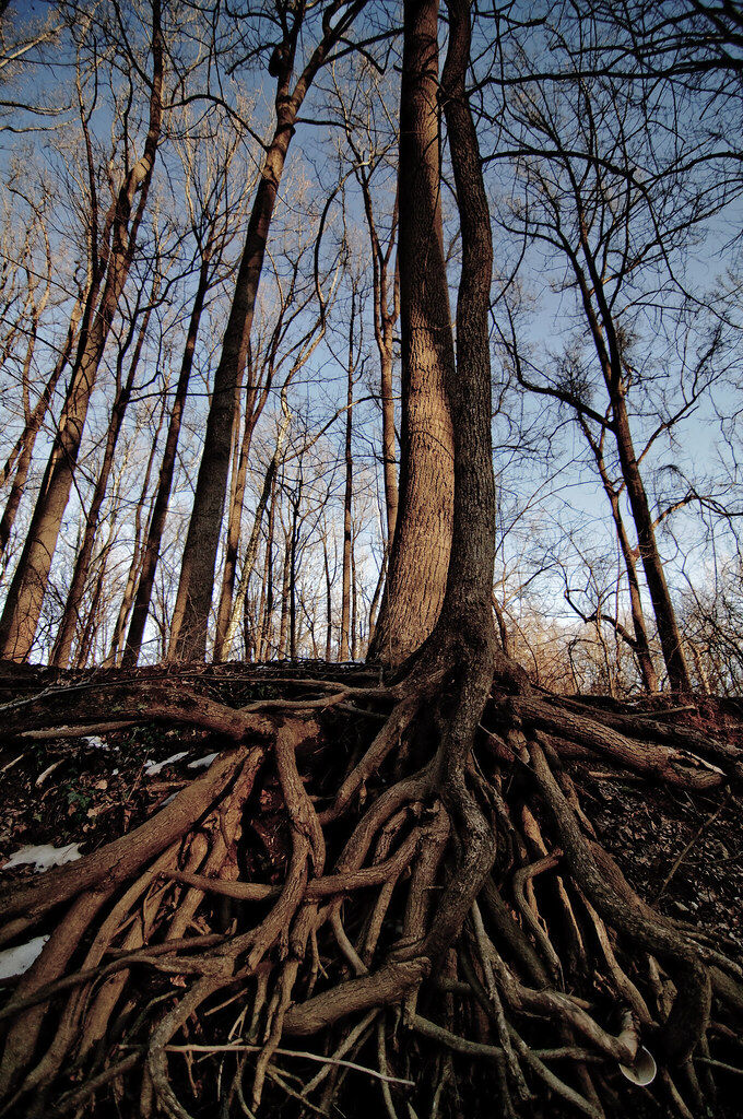 Large exposed tree root system spreading through soil, shown as an example of the root spread a barrier redirects
